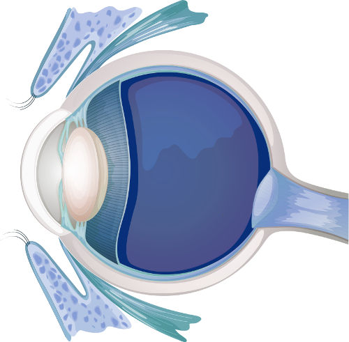 Common Vision Conditions Eyesite Opticians