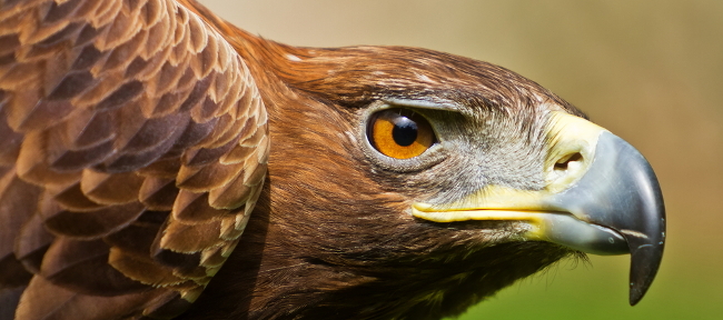 eagle eye vision